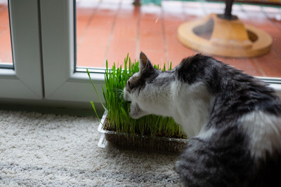 家猫吃绿草