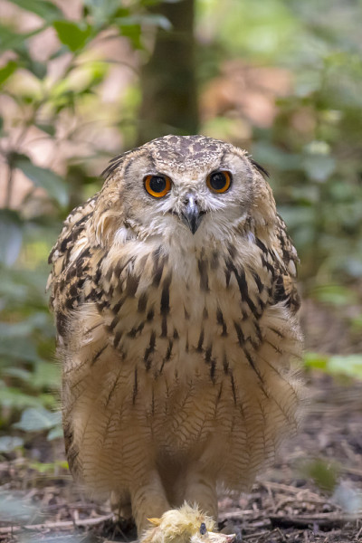 印度鹰鸮，岩鹰鸮或孟加拉鹰鸮，Bubo bengalensis，吃