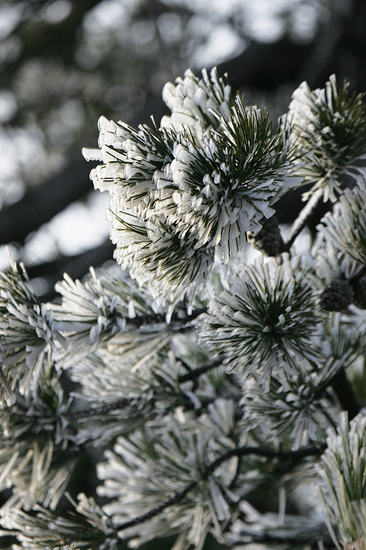 雪有关