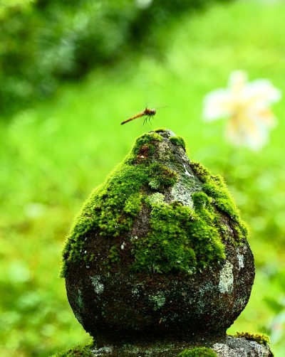 纳苏高原天然青苔之美
