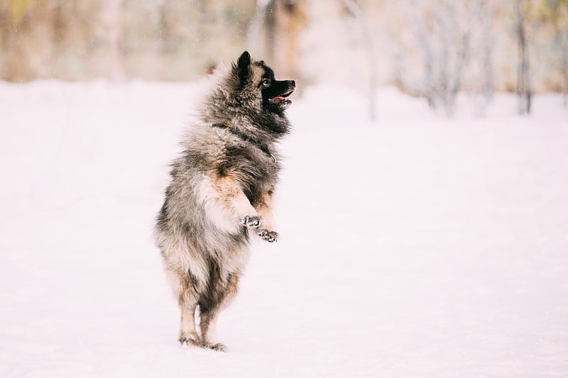 小Keeshond, Keeshonden的狗狗在雪中嬉戏跳跃，