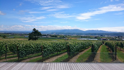 说酒庄