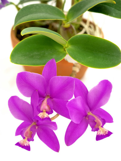 卡特里亚花
