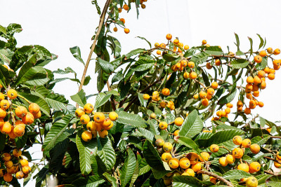 枇杷，或枸杞或枇杷，或Sesac (lat。枇杷(Eriobotrya japonica)成熟果实