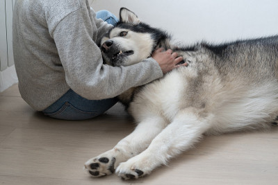 女人宠物美丽的阿拉斯加雪橇犬躺在她的腿上。室内。