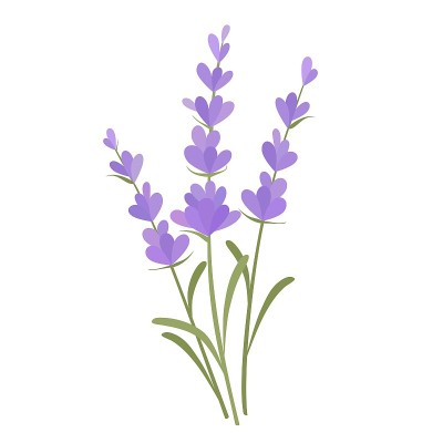一束薰衣草花。