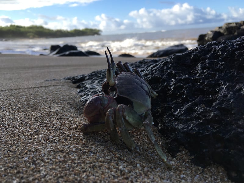 早上在夏威夷考艾岛的帕卡拉(无限)海滩上的鬼蟹。