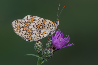 蝴蝶上的露珠(Melitaea didyma)