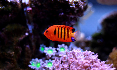 火焰天使鱼(Centropyge loricula)