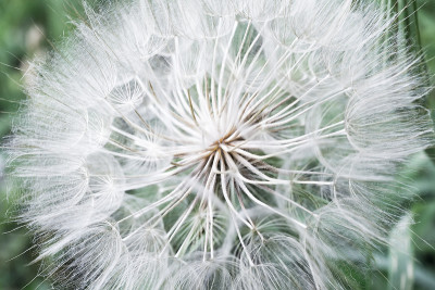 这就是我的企图Dandelion