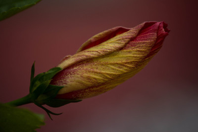芙蓉花前(红色)