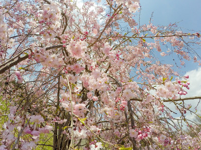 哭泣的樱花,日本东京