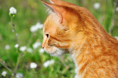 小猫