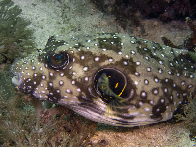 白斑河豚(Arothron hispidus)