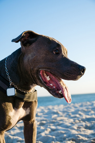 比特犬在日落时在海滩上玩耍。在阳光明媚的日子里享受沙滩和大海