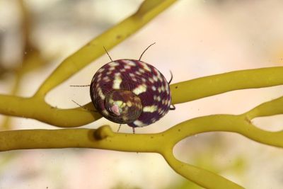 海生平顶壳腹足类动物，脐Gibbula，藻类上