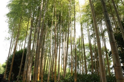 金竹奥贡奇库， 霍洛赫里萨， 菲洛斯塔奇斯班布索德