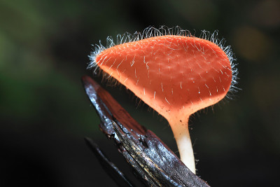 库克纳硫化物