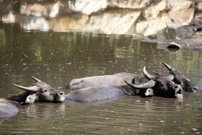 水牛在棕湖上下沉