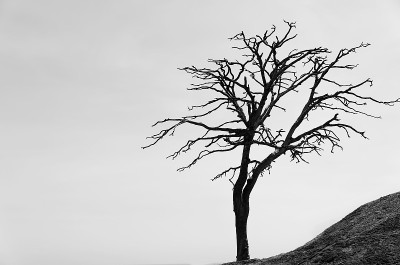 死树