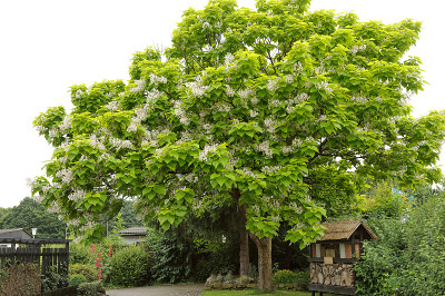 梓bignonioides