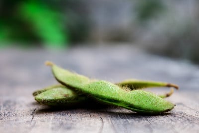 大豆与皮肤