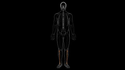 人体骨骼解剖腓骨骨3D渲染