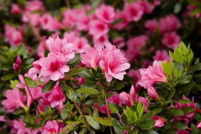杜鹃花的花