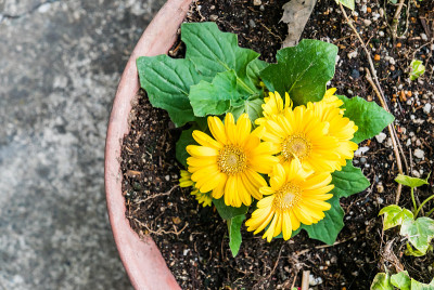花盆里的黄色雏菊