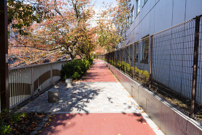 日本沿河小径的景观