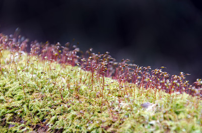沼泽苔藓的孢子