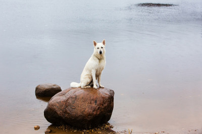 一只白色的瑞士牧羊犬趴在湖里的石头上