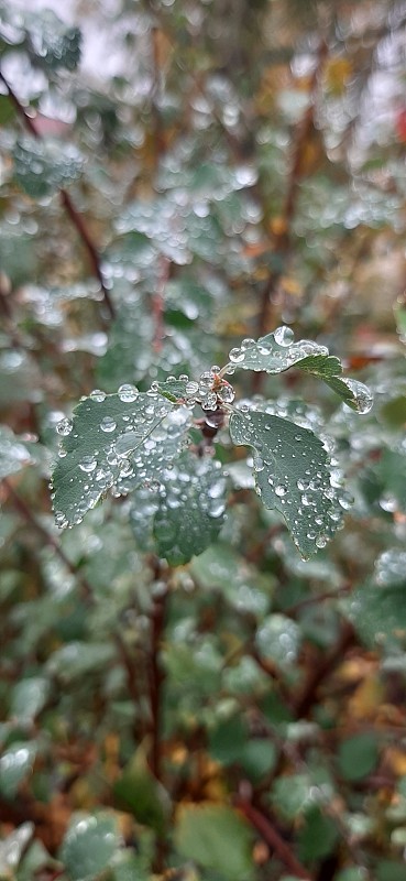 雨露水滴