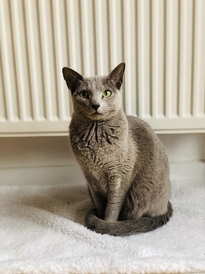 淡蓝色的猫