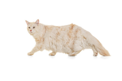工作室拍摄的纯种大缅因猫孤立在工作室的白色背景。动物的生活概念