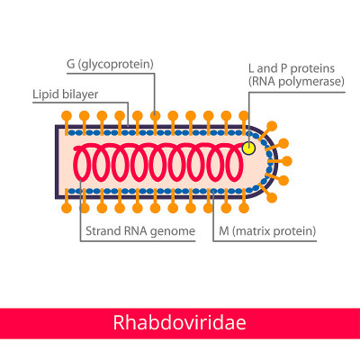 Rhabdoviridae。分类的病毒。