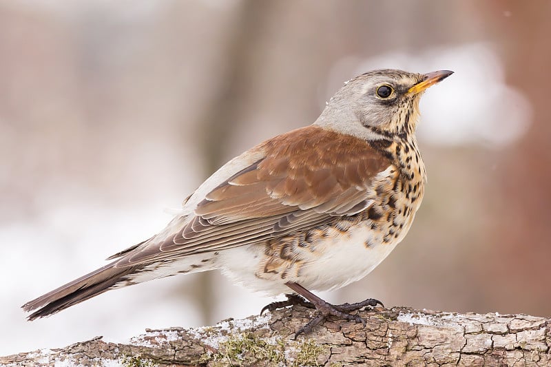 田野fare (Turdus pilaris)画眉鸟近距离