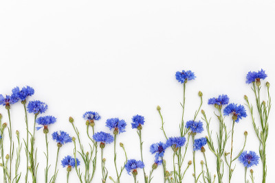 白色背景上的花。俯视图，平放
