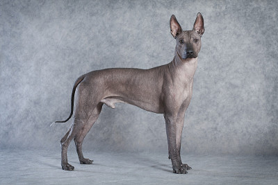 无毛xoloitzcuintle狗