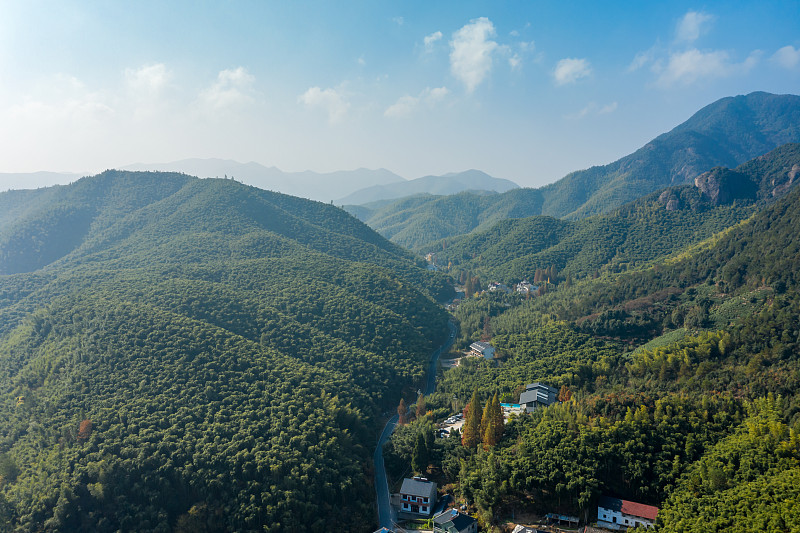 中国浙江莫干山的竹林