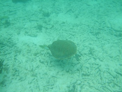 Akumal，墨西哥夏天/水下海龟。