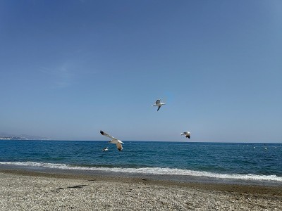 海鸥