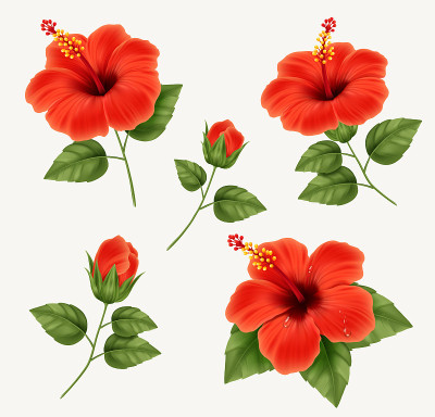 一套逼真的美丽的芙蓉花与芽和叶。矢量插图与芙蓉花