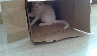 土耳其安哥拉猫