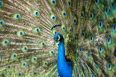 雄性孔雀鸟，Pavo cristatus，呱呱与充分显示尾羽