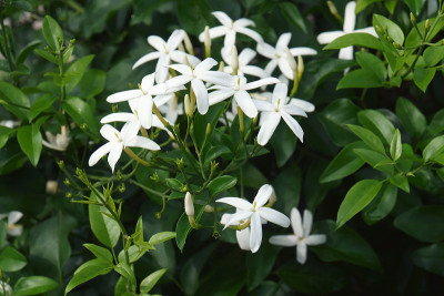 扭曲的茉莉花的特写图像