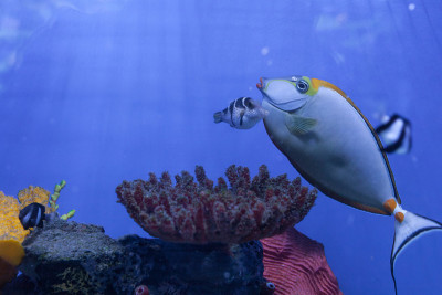 lituratus和dascylus melanurus，热带鱼