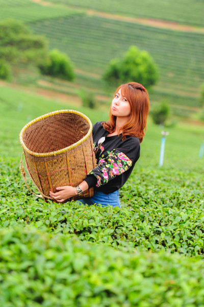 亚洲美女采摘茶叶种植园