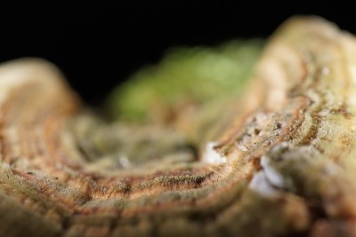 树真菌密切