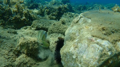 东大西洋海下孔雀濑鱼，爱琴海，希腊，哈尔基迪基